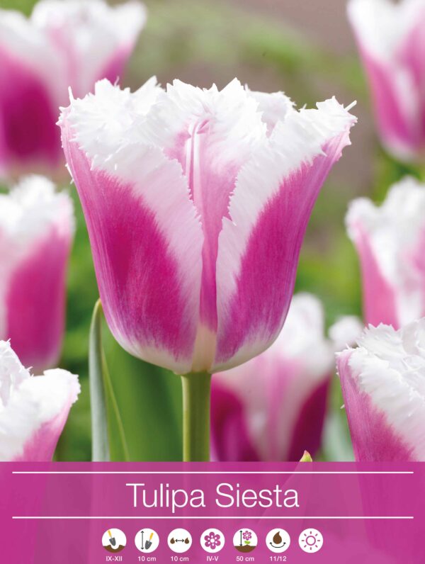 tulipa Siesta