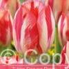 Tulipa Spryng Break