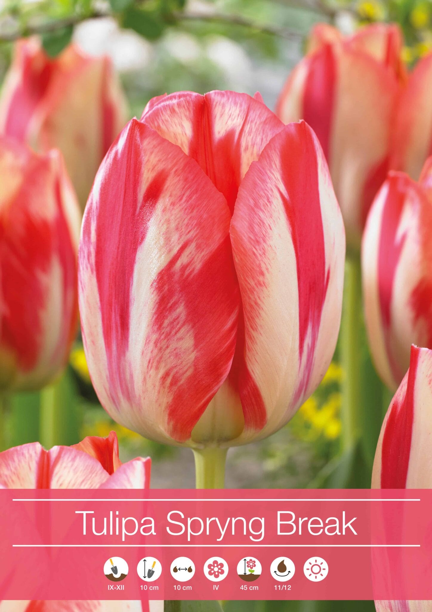 Tulipa Spryng Break