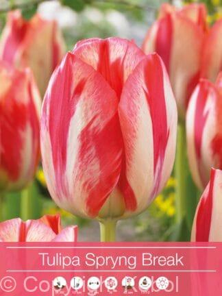 Tulipa Spryng Break