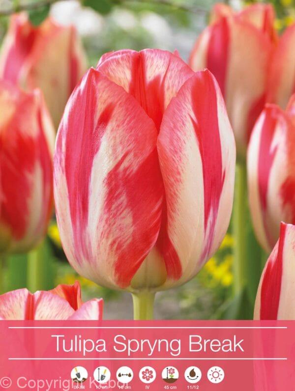 Tulipa Spryng Break