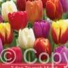 Tulipa Triumph Mixed