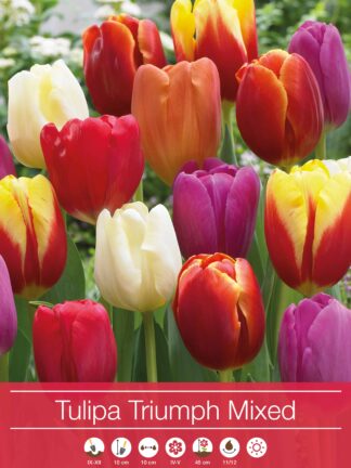 Tulipa Triumph Mixed