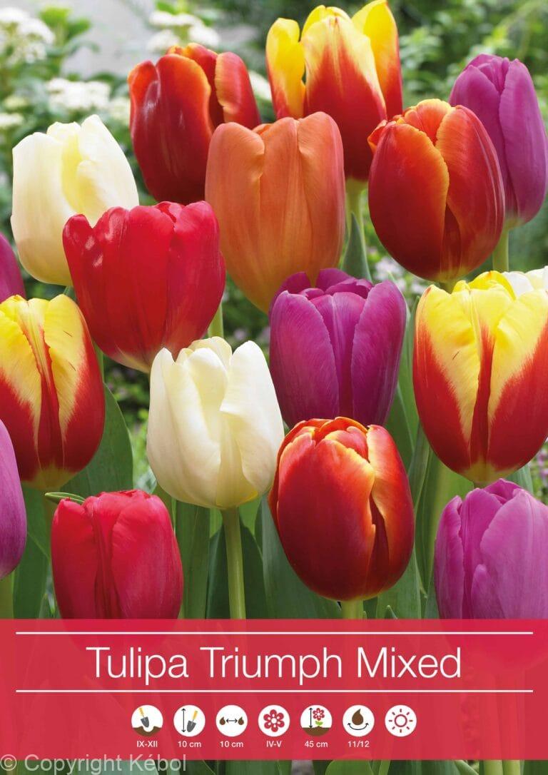 Tulipa Triumph Mixed