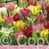Tulipa Viridiflora Mixed