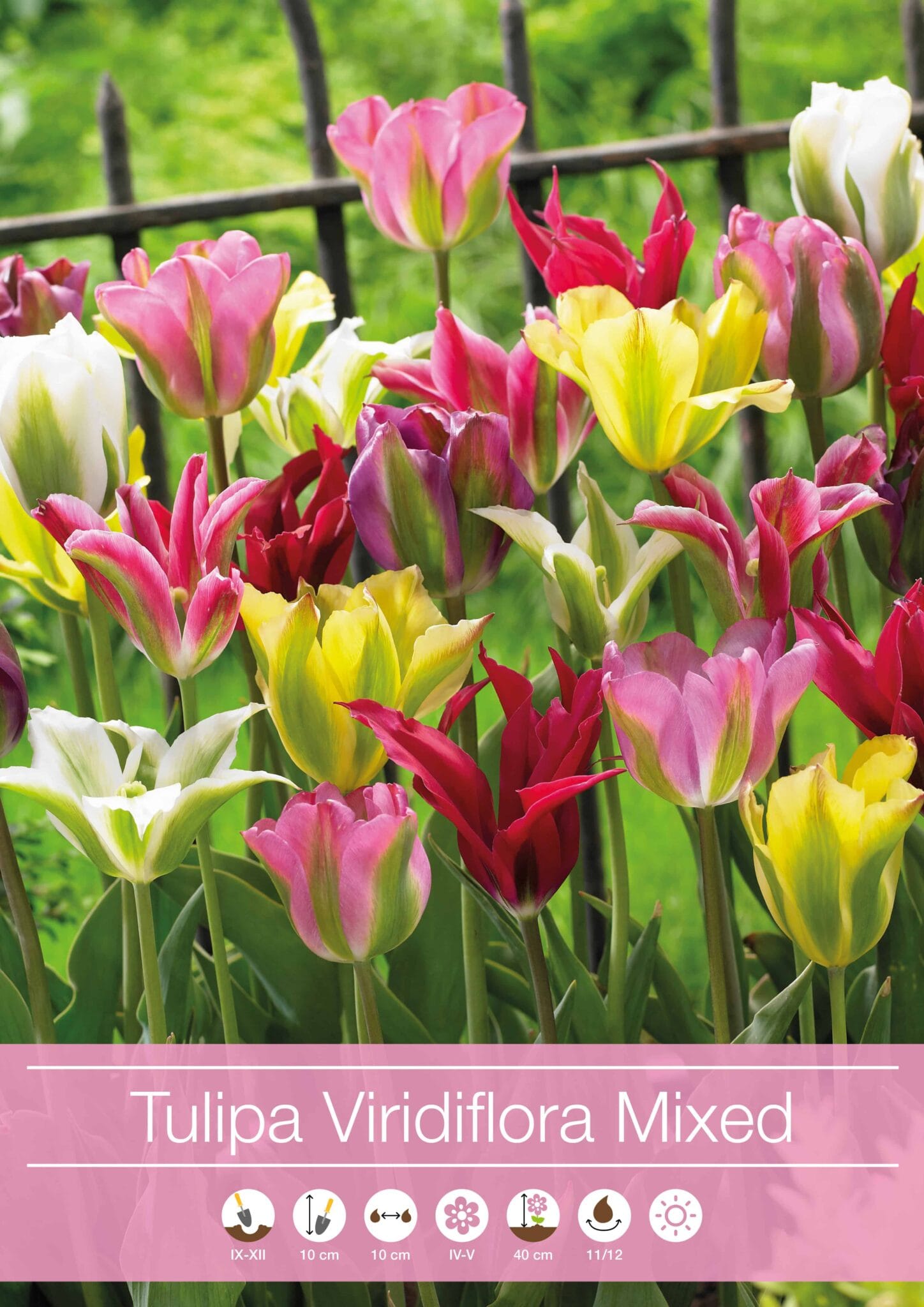 Tulipa Viridiflora Mixed