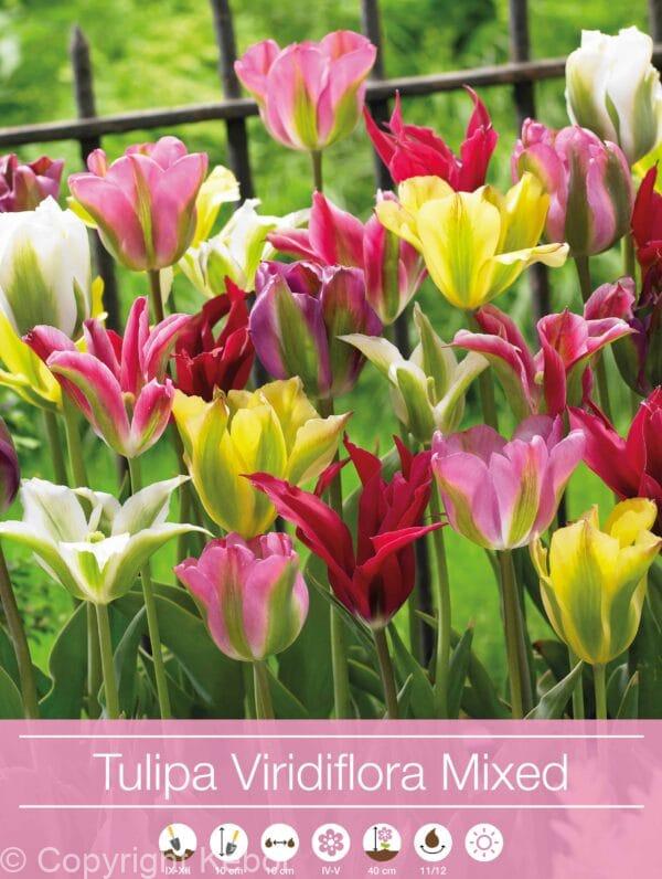 Tulipa Viridiflora Mixed