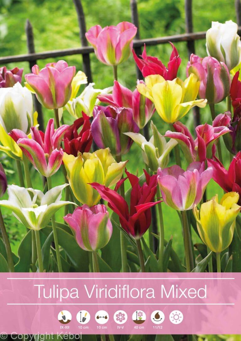 Tulipa Viridiflora Mixed