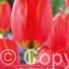 Tulipa World's Fire