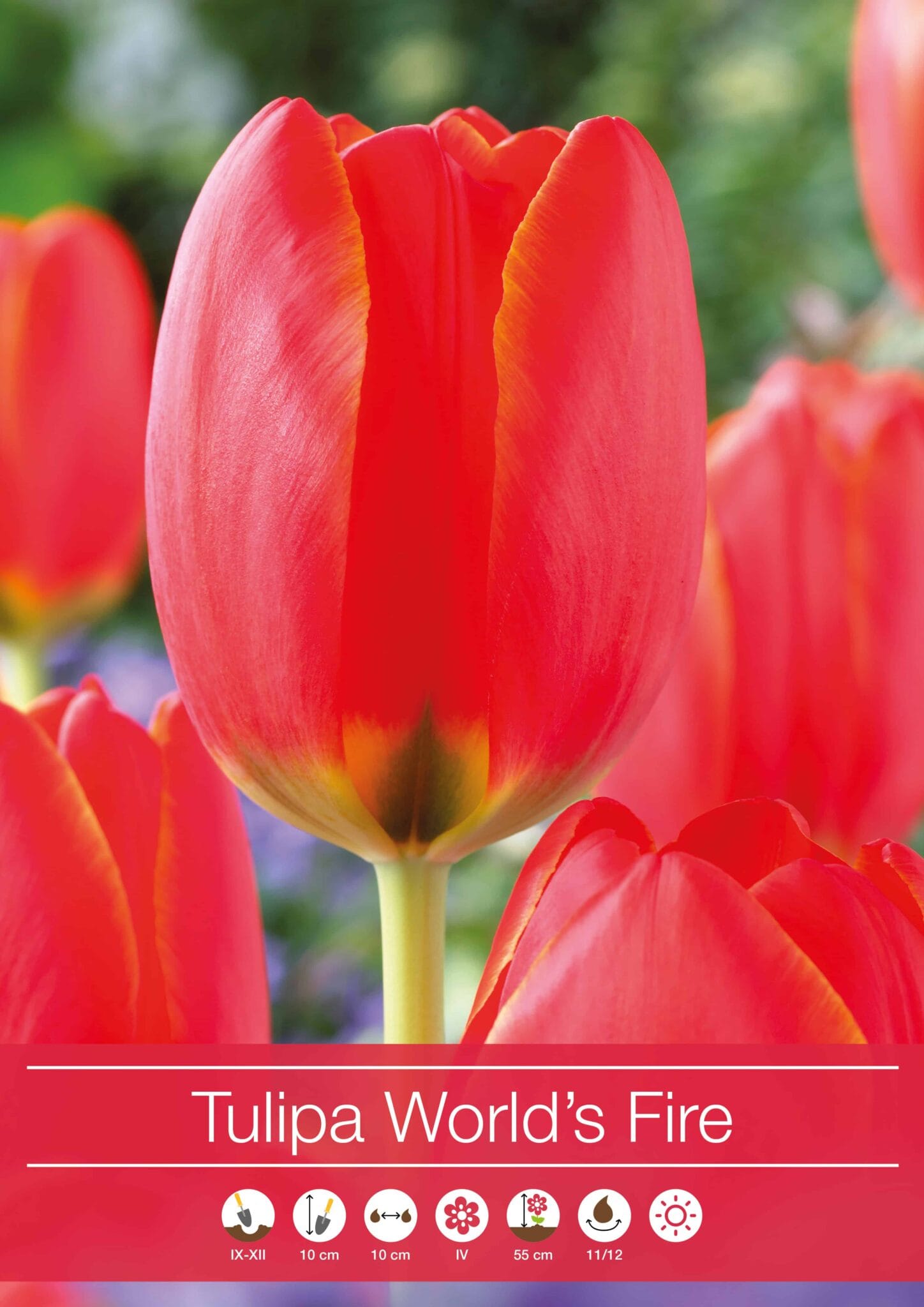 Tulipa World's Fire