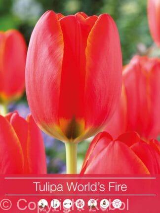 Tulipa World's Fire