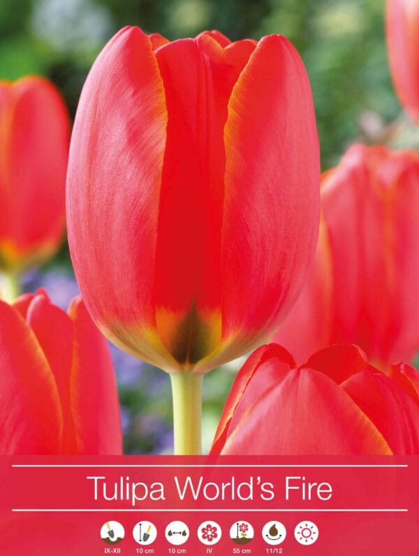 Tulipa World's Fire