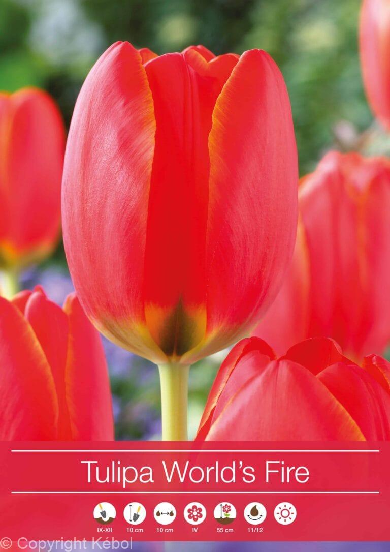 Tulipa World's Fire