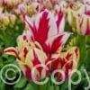 Tulipa Flaming Club
