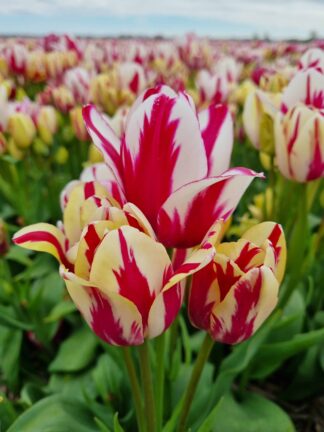 Tulipa Flaming Club