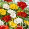 Freesia Double Mixed