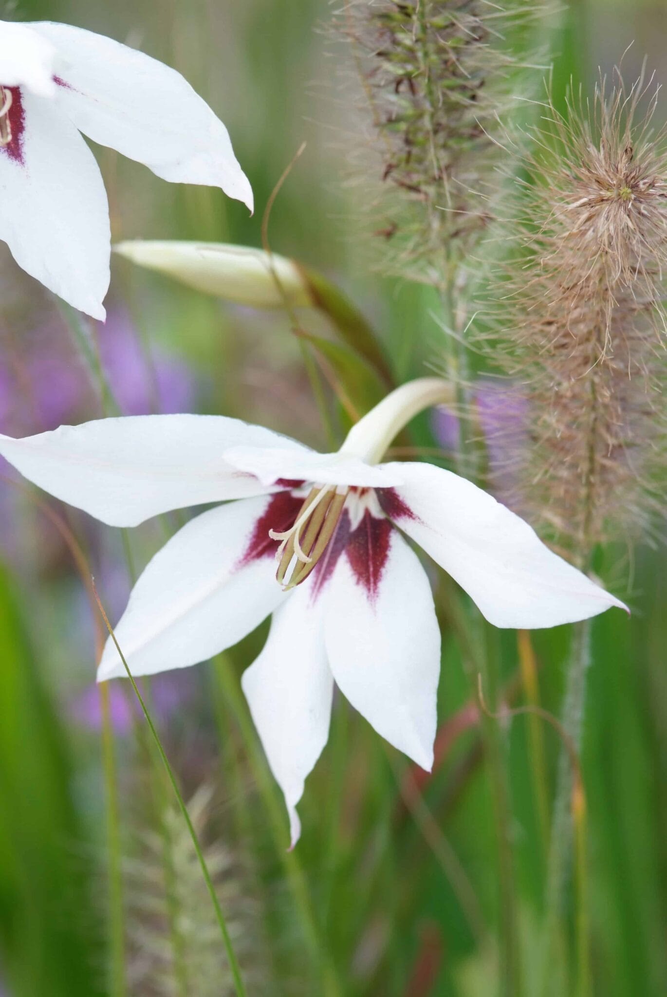 Acidanthera