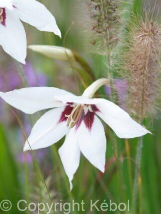 Acidanthera murielae - bag