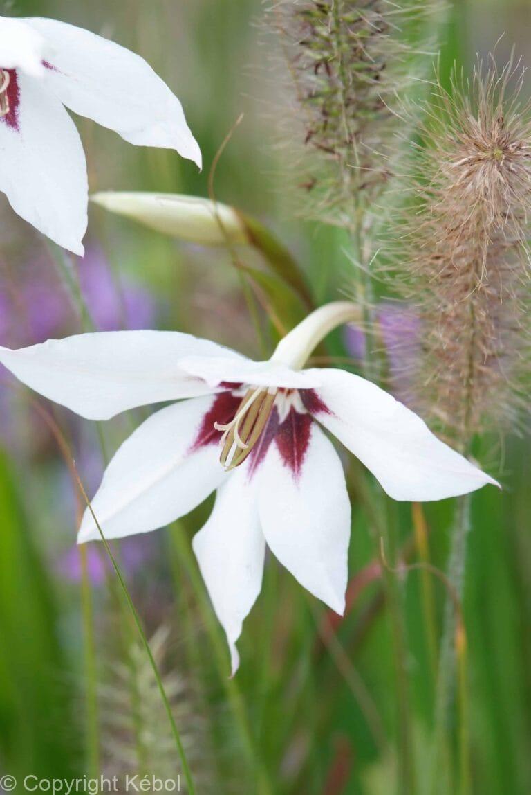 Acidanthera