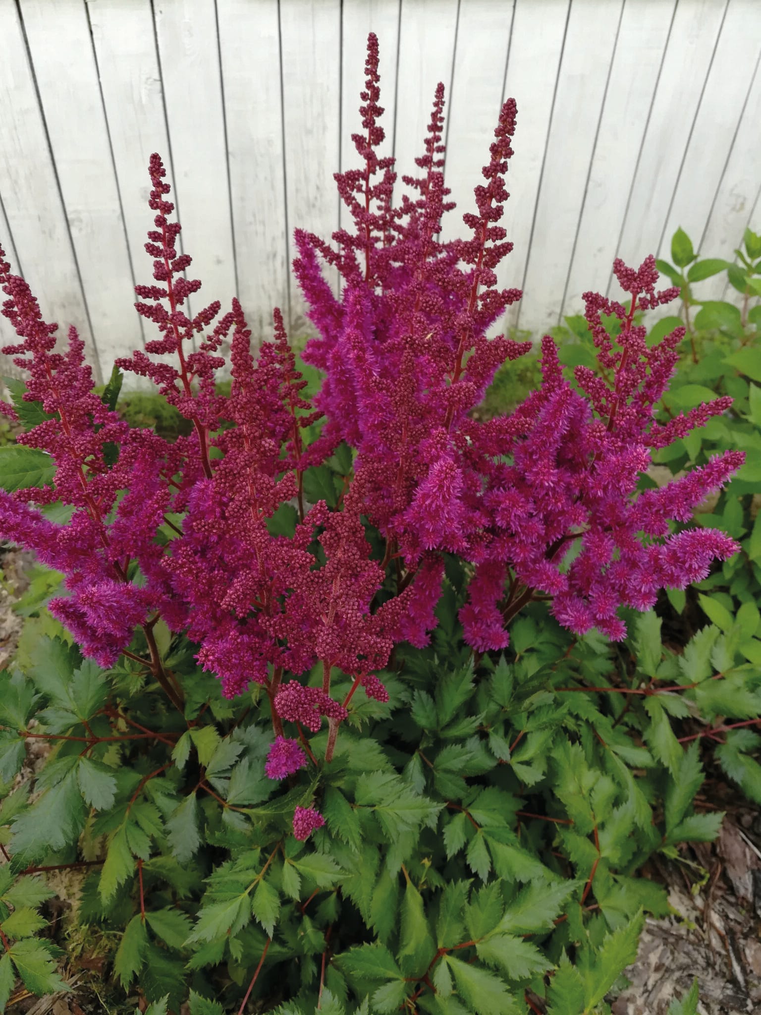 Astilbe Vision in Red