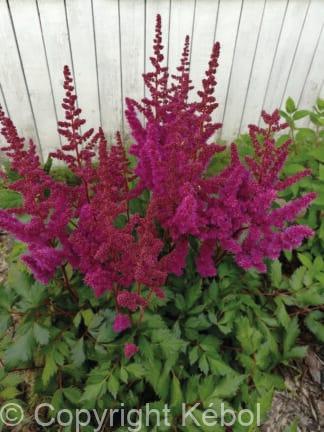 Astilbe Vision in Red - case