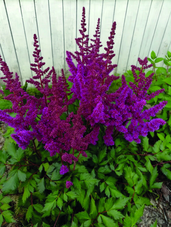 Astilbe Vision in Red