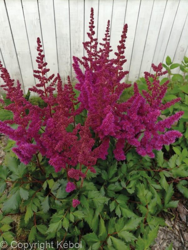 Astilbe Vision in Red