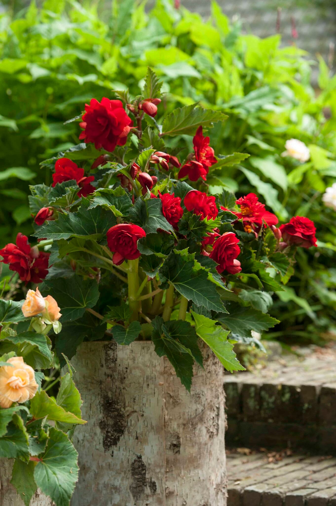 Begonia Double Dark Red