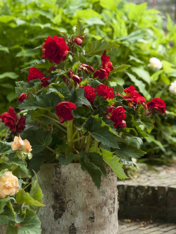 Begonia Double Dark Red