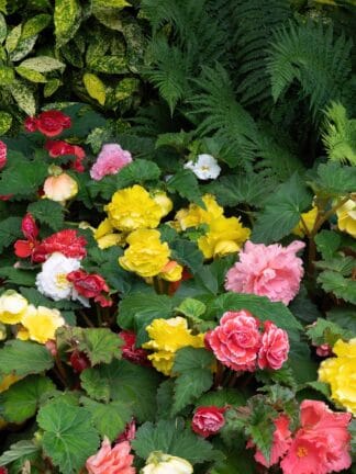 Begonia hybrid Double Mixed  - bag