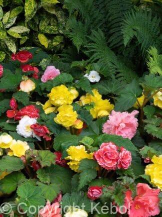 Begonia hybrid Double Mixed - bag