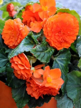 Begonia hybrid Double Orange  - bag