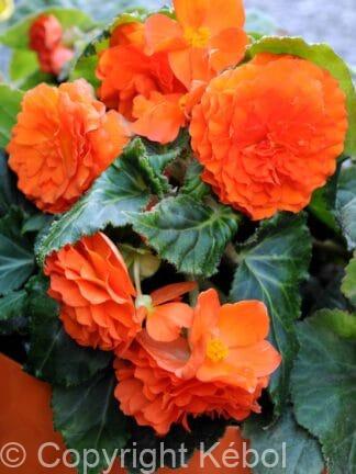 Begonia hybrid Double Orange - bag