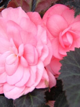 Begonia hybrid Double Pink  - bag