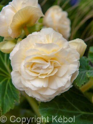 Begonia hybrid Double White - bag