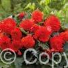 Begonia Fimbriata Red