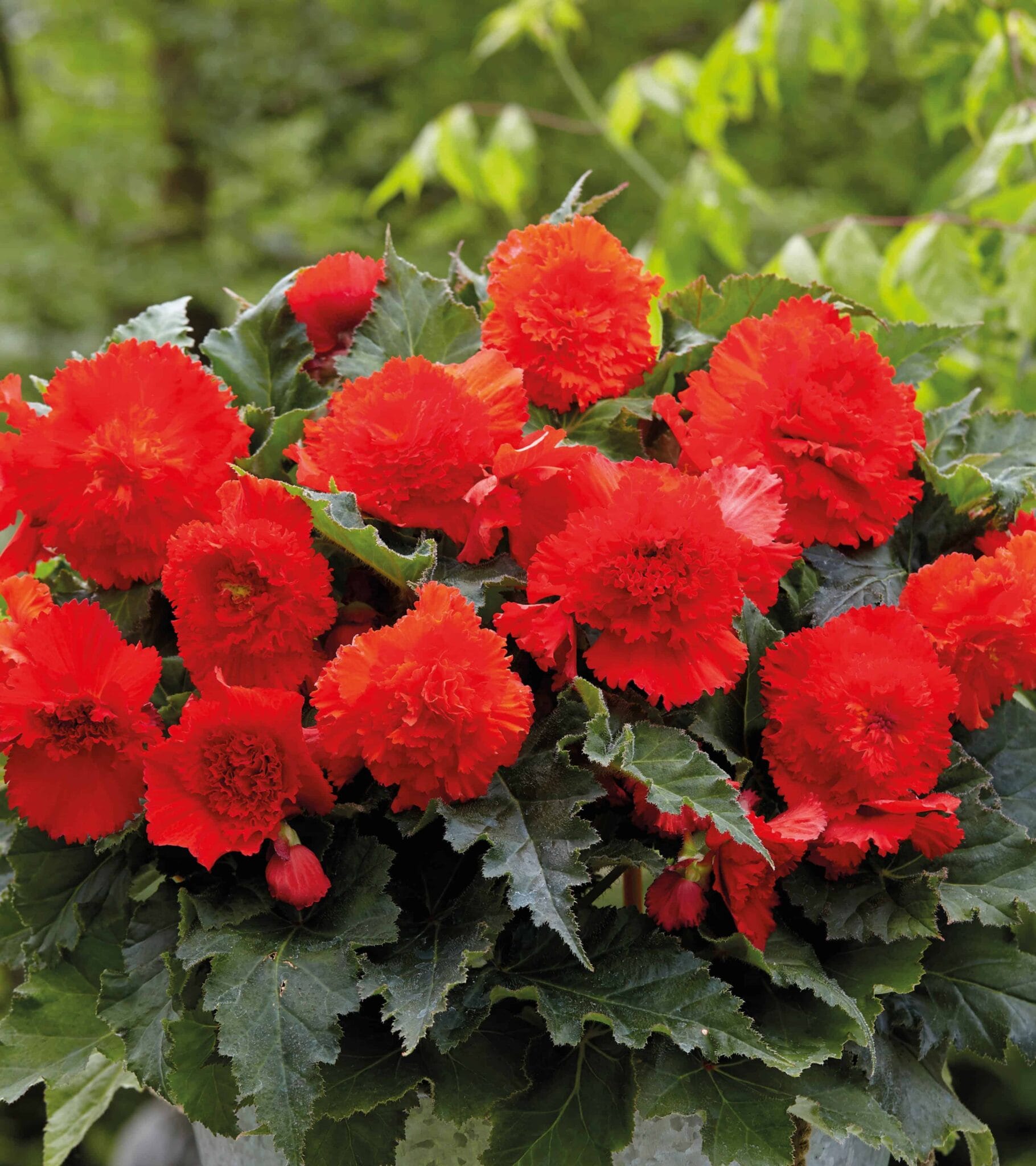 Begonia Fimbriata Red