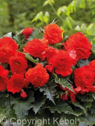 Begonia hybrid Fimbriata Red - bag