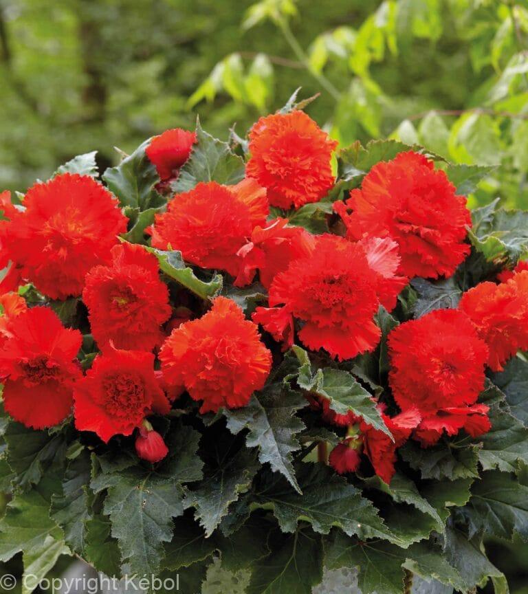 Begonia Fimbriata Red