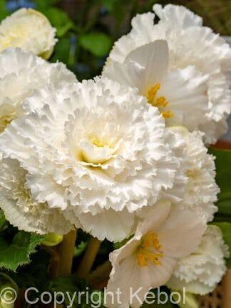 Begonia hybrid Fimbriata White - bag
