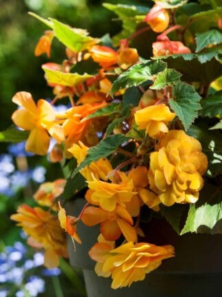 Begonia hybrid Illumination Apricot  - bag
