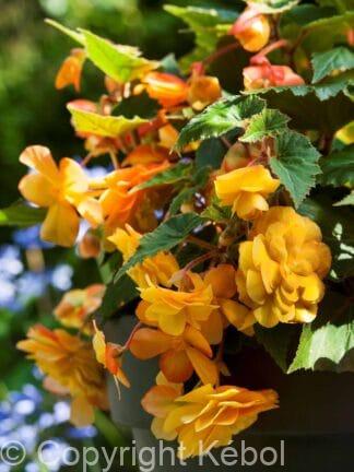 Begonia hybrid Illumination Apricot - bag