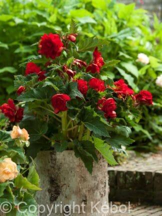 Begonia hybrid Pendula Dark red - bag