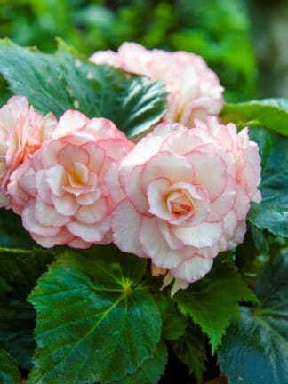 Begonia hybrid Picotee White/red  - bag