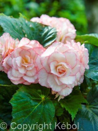 Begonia hybrid Picotee White/red - bag