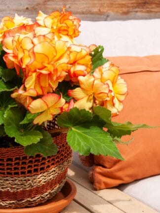 Begonia hybrid Picotee Yellow/red  - bag