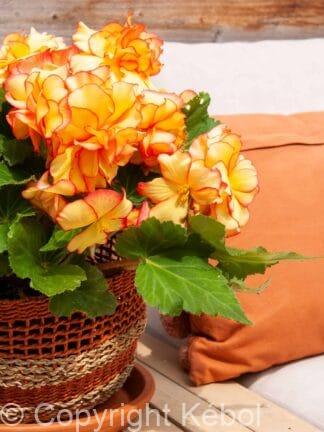 Begonia hybrid Picotee Yellow/red - bag