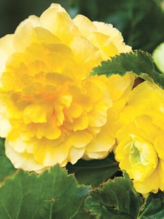 Begonia hybrid Double Yellow  - bag