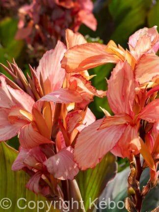 Canna indica Apricot Dream - bag