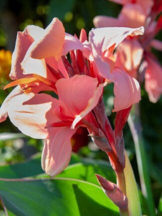 Canna indica Champion  - bag